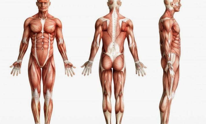 most neglected muscles